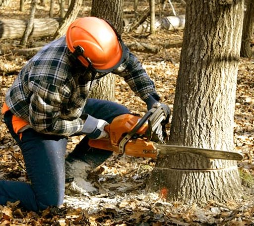 Tree Removal in Grand Isle, ME